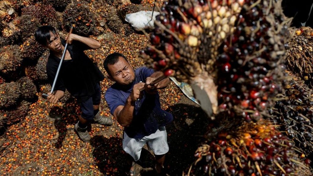 Kementan Ancam Cabut Izin Pabrik Kelapa Sawit Penentu Harga Rendah
