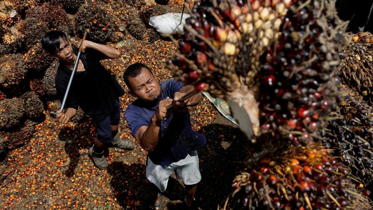 Kementan Ancam Cabut Izin Pabrik Kelapa Sawit Penentu Harga Rendah