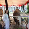 Sapi Kurban Prabowo dan Gibran Menarik Perhatian Warga di Istiqlal