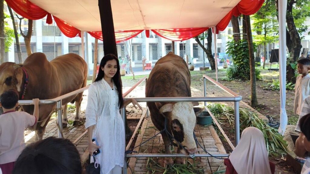 Sapi Kurban Prabowo dan Gibran Menarik Perhatian Warga di Istiqlal