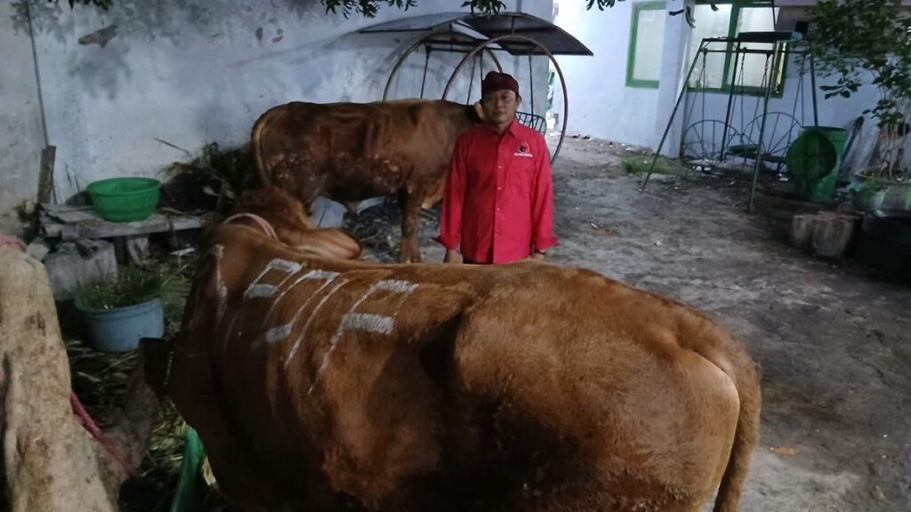 DPD PDI Perjuangan Jatim Salurkan 468 Sapi Kurban ke Berbagai Daerah