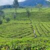 Penerapan Konsep Pariwisata Berkelanjutan Bisa Menekan Angka Emisi Karbon