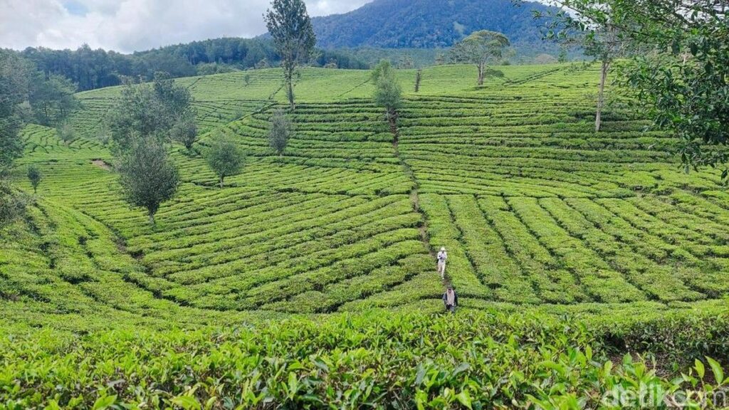 Penerapan Konsep Pariwisata Berkelanjutan Bisa Menekan Angka Emisi Karbon