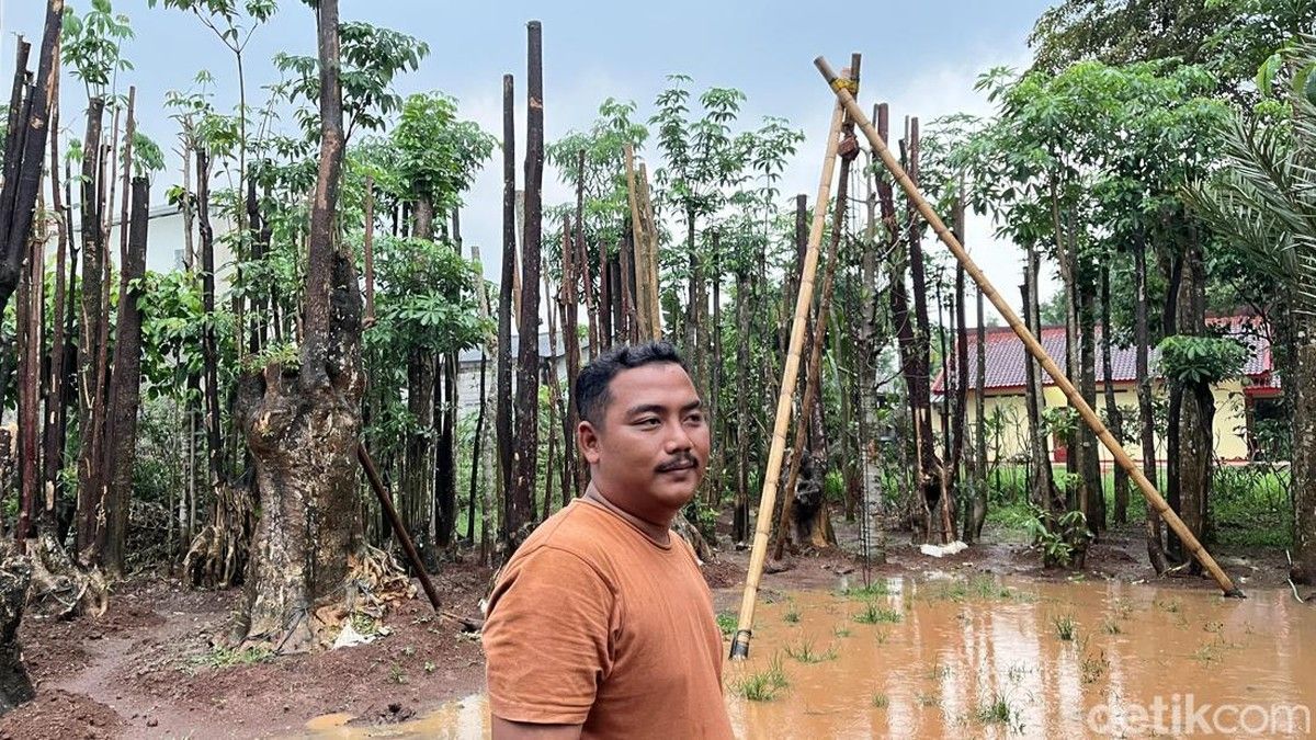 Prinsip Satu Menjadi Dua yang Menghidupkan Pohon Pelindung Rezza