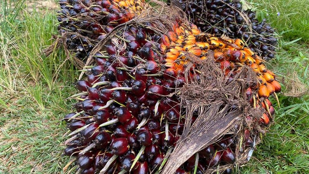 Dugaan Manipulasi Harga Ekspor CPO Seret Turun Saham Emiten Sawit