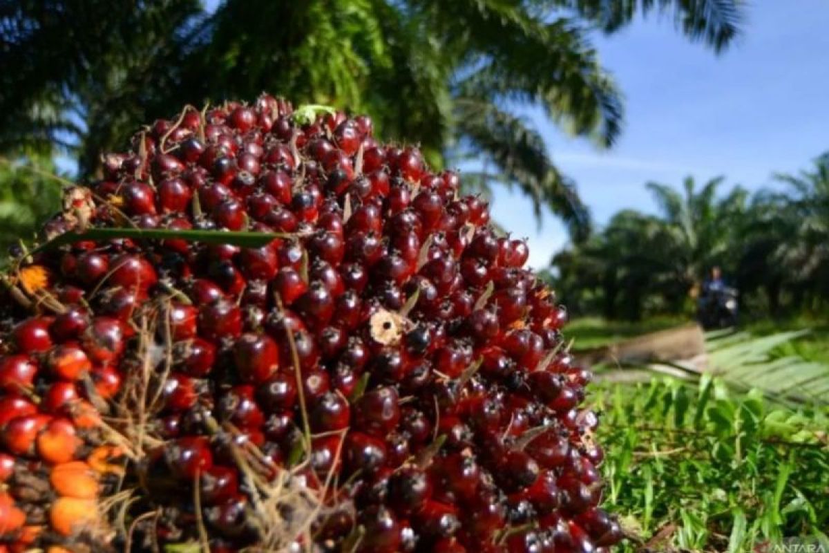 Harga TBS Kelapa Sawit Sejumlah Wilayah Sumatra Mengalami Penurunan