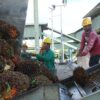 Bursa Malaysia Stagnan Saat Tender CPO KPBN Alami Withdraw