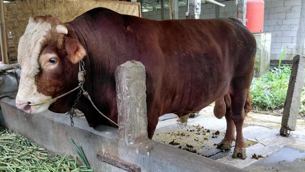 Prabowo Subianto Sumbang 1.098 Ekor Sapi Kurban untuk Idul Adha