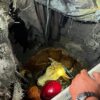 Petugas Damkar Evakuasi Sapi Kurban dari Septic Tank di Mojokerto
