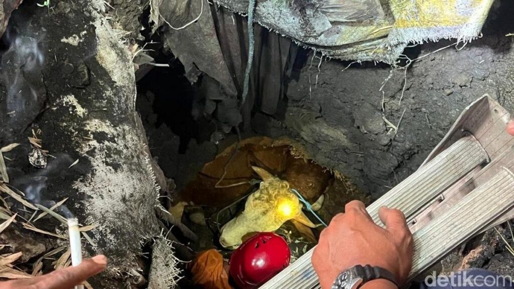 Petugas Damkar Evakuasi Sapi Kurban dari Septic Tank di Mojokerto