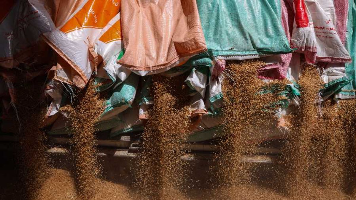 Harga Gandum Dunia Turun Imbas Optimisme Negosiasi Konflik Timur Tengah