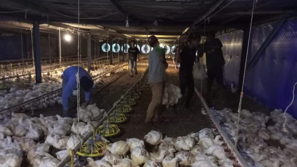 Kementan Minta RPHU Beli Ayam Sesuai Harga Acuan Pemerintah