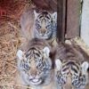 Empat Harimau Sumatra Lahir di Howletts Wild Animal Park Inggris