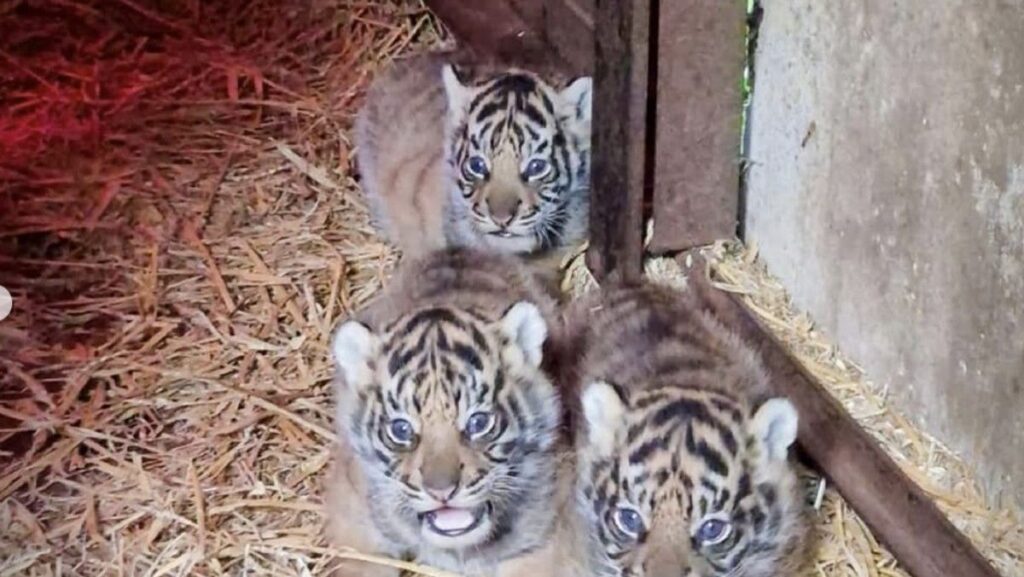 Empat Harimau Sumatra Lahir di Howletts Wild Animal Park Inggris