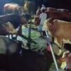 Seskab Teddy Indra Wijaya Borong 35 Sapi Kurba Peternak Boyolali