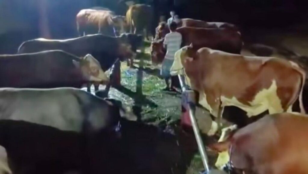 Seskab Teddy Indra Wijaya Borong 35 Sapi Kurba Peternak Boyolali
