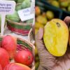 Mengenal Hamilton Sundari Varietas Mangga Langka Odisha India