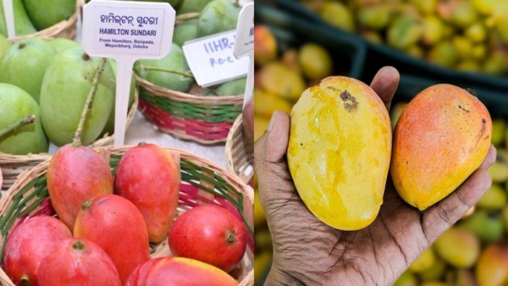 Mengenal Hamilton Sundari Varietas Mangga Langka Odisha India