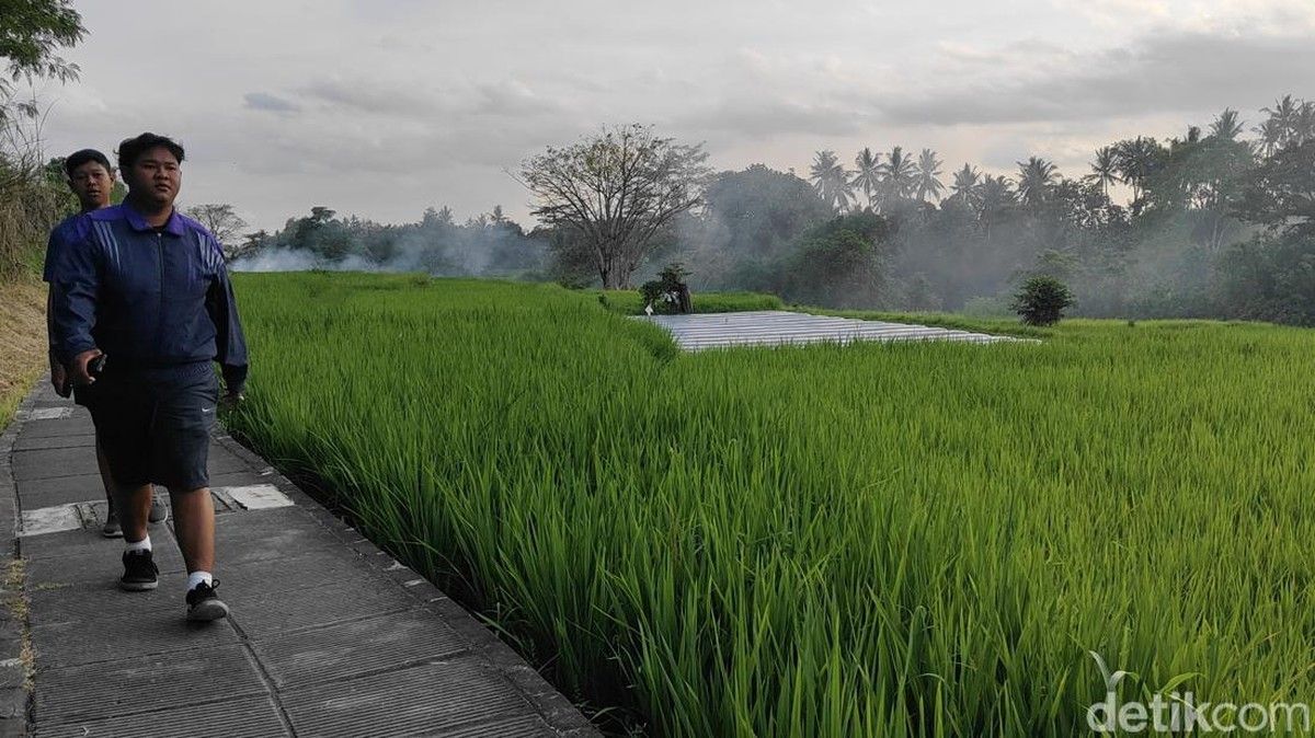 Subak Sistem Irigasi Tradisional Bali Terancam Punah