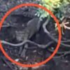 Viral Video Macan Tutul di Hutan Cangar Batu Tahura Raden Soerjo Beri Penjelasan