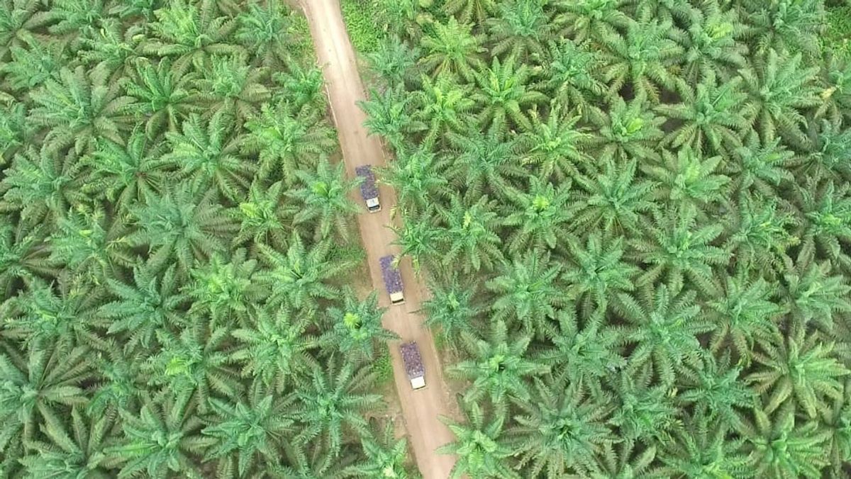 Rencana Sentralisasi Ekspor CPO Indonesia Guncang Pasar Nabati Global