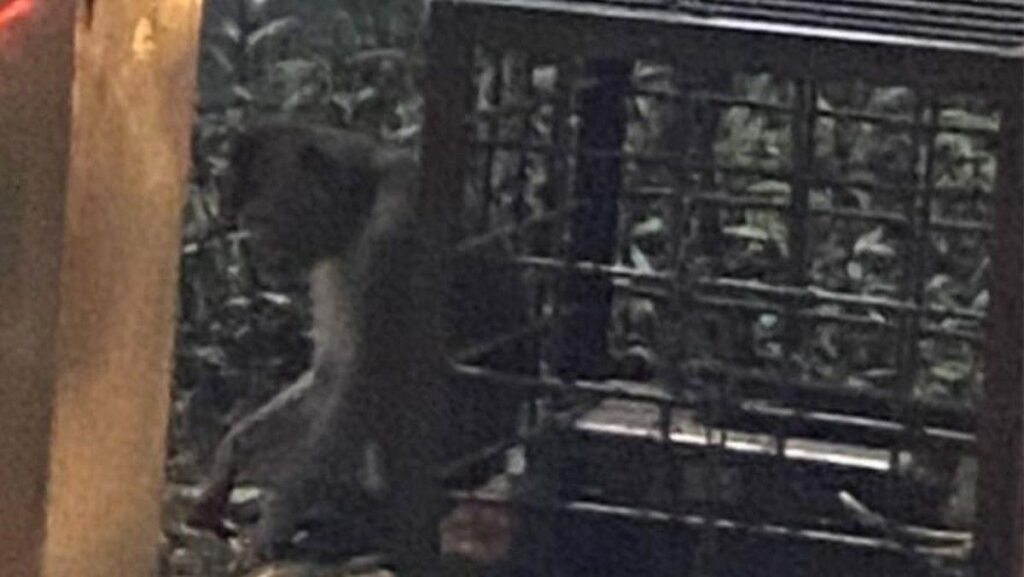 Polsek Beji Cek Monyet Dirantai di Lampu Merah Margonda Depok