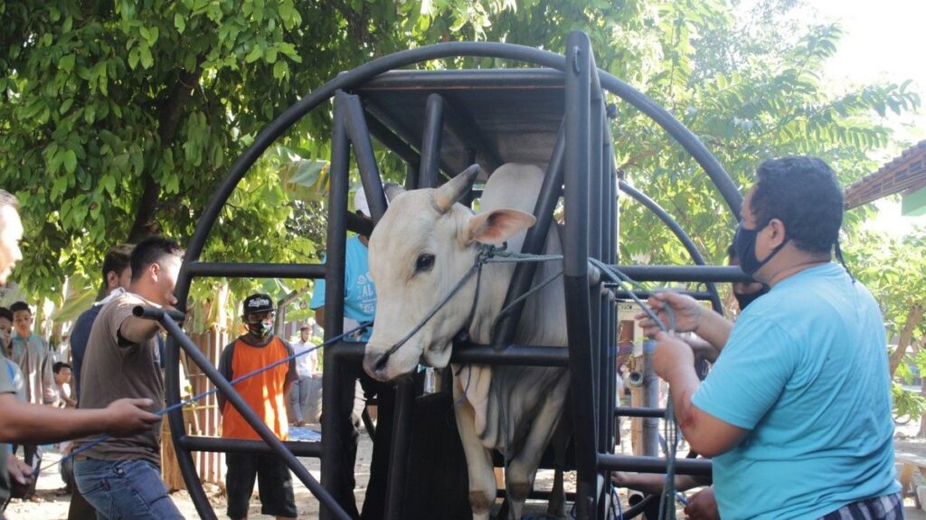 Dosen UGM Kembangkan Gama Abilawa Alat Perebah Sapi Kurban Efektif