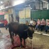Masjid Raya Pondok Indah Salurkan 45 Hewan Kurban ke Warga