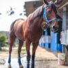 Blue Blood Stable Ramaikan Kompetisi Pacuan Kuda Nasional 2026