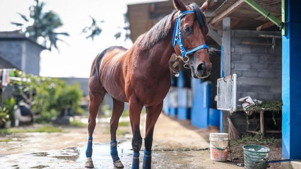 Blue Blood Stable Ramaikan Kompetisi Pacuan Kuda Nasional 2026