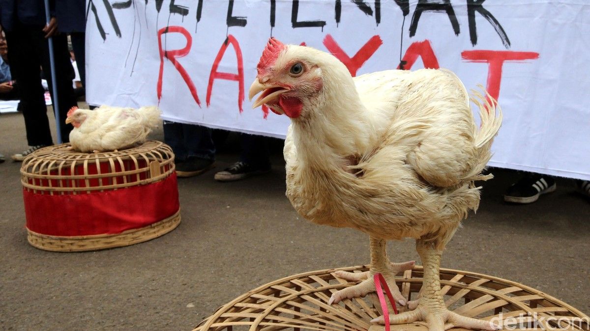 Kementan Tanggapi Harga Ayam Hidup Peternak Mandiri Anjlok Rp15.000