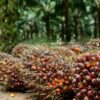 Harga CPO Inacom Mengalami Penarikan Kembali pada Tender KPBN