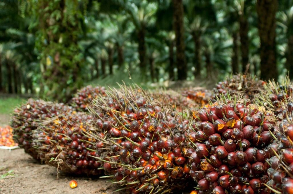 Harga CPO Inacom Mengalami Penarikan Kembali pada Tender KPBN