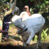 Umat Islam Perlu Memahami Aturan Fikih Pembagian Daging Kurban