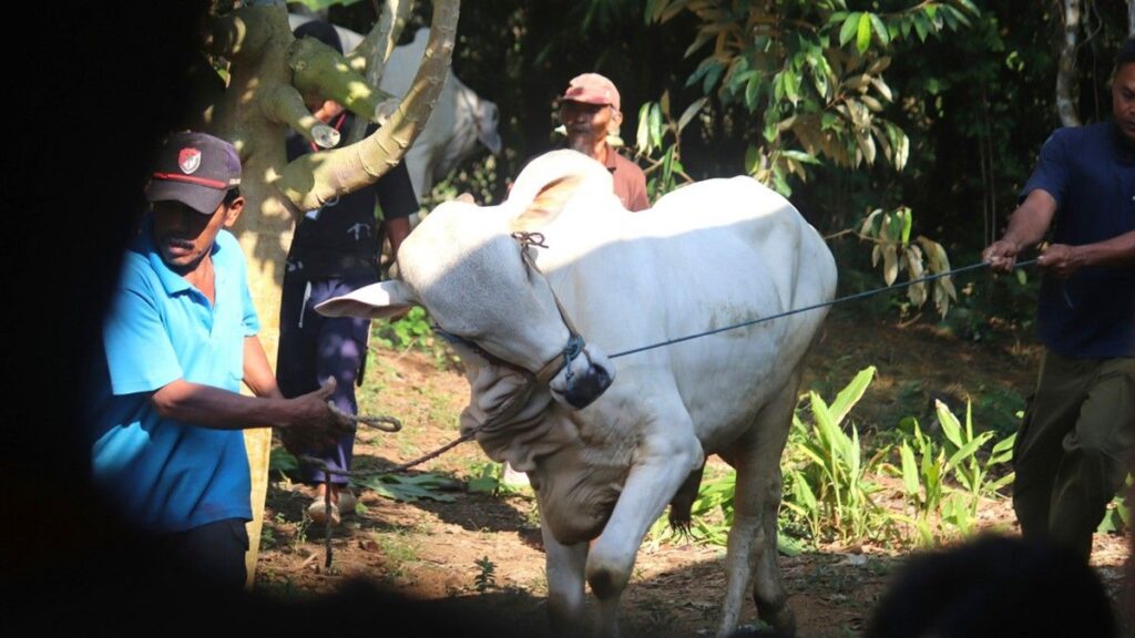 Umat Islam Perlu Memahami Aturan Fikih Pembagian Daging Kurban