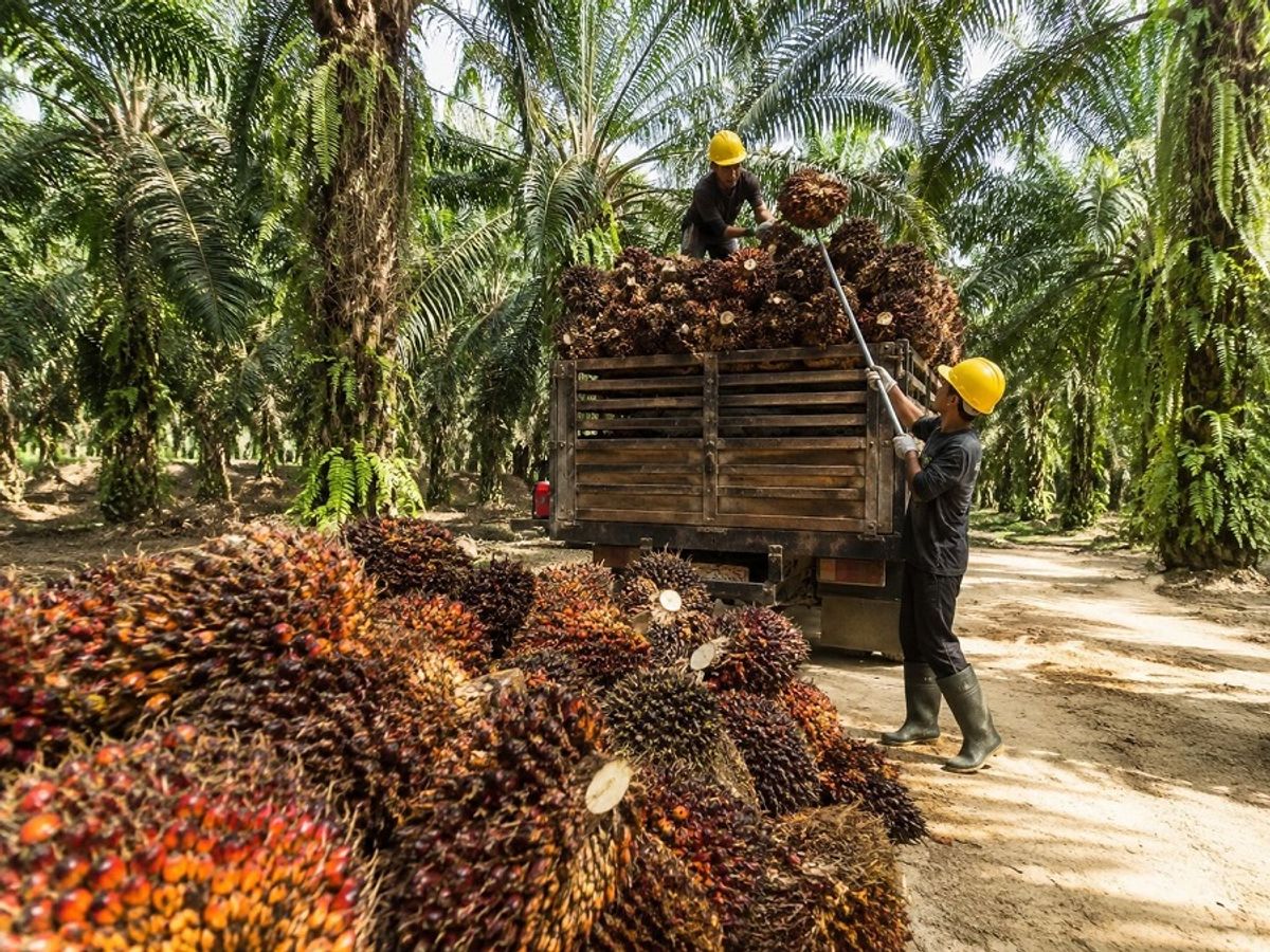 Dinas Perkebunan Riau Tetapkan Harga TBS Sawit Swadaya dan Plasma