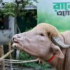 Kerbau Albino Mirip Donald Trump Hebohkan Warga Bangladesh