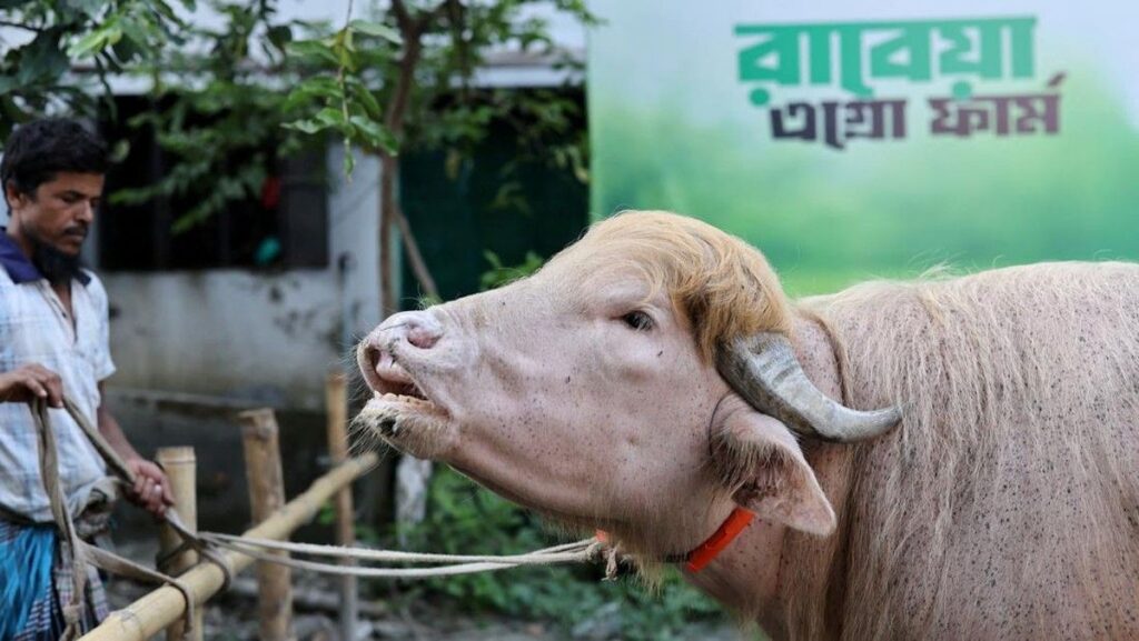 Kerbau Albino Mirip Donald Trump Hebohkan Warga Bangladesh