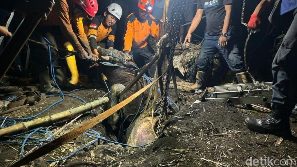 Petugas Damkar Evakuasi Sapi Kurban dari Septic Tank di Mojokerto