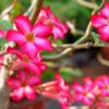 Merawat Adenium Obesum agar Tidak Layu dan Rajin Berbunga