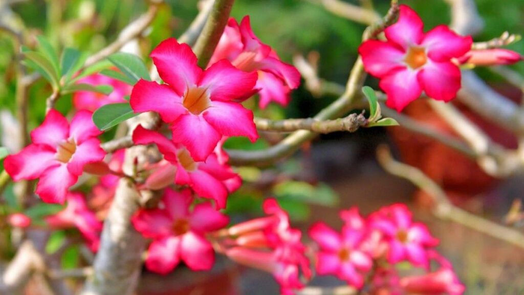 Merawat Adenium Obesum agar Tidak Layu dan Rajin Berbunga