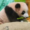 Taman Safari Indonesia Berhasil Mengembangbiakkan Bayi Panda Raksasa Pertama