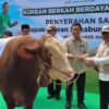 Gibran Rakabuming Raka Sumbang Sapi Kurban Simental ke Baznas