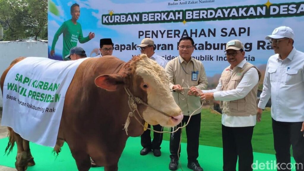 Gibran Rakabuming Raka Sumbang Sapi Kurban Simental ke Baznas