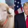 Kerbau Albino Rambut Pirang Mirip Donald Trump Hebohkan Bangladesh