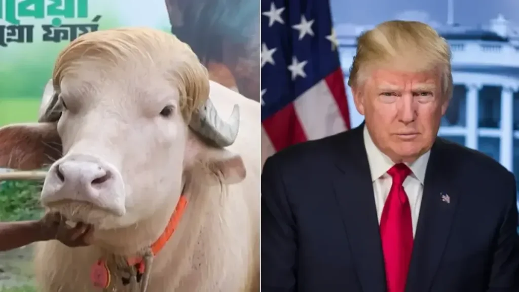 Kerbau Albino Rambut Pirang Mirip Donald Trump Hebohkan Bangladesh