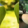 Mangga Raksasa Asal India Dijual Seharga Rp553 Ribu Per Buah