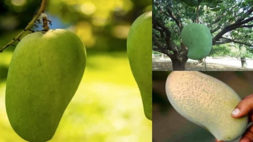 Mangga Raksasa Asal India Dijual Seharga Rp553 Ribu Per Buah