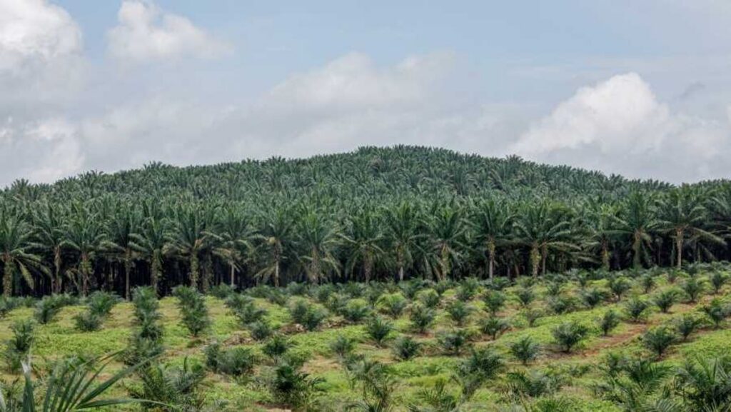 Satgas PKH Sita Ratusan Hektare Lahan Kelapa Sawit Ilegal