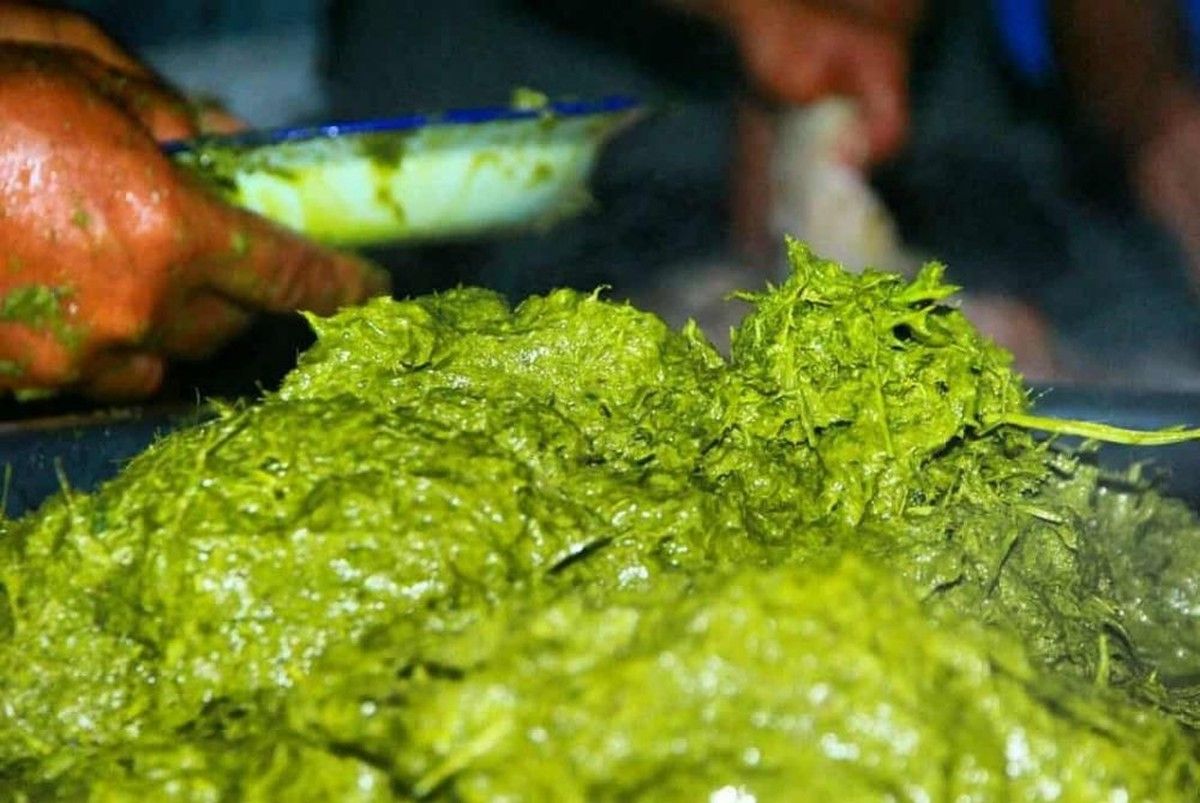 Suku Karo Olah Sari Pati Rumput Lambung Sapi Jadi Kuliner Pagit-pagit